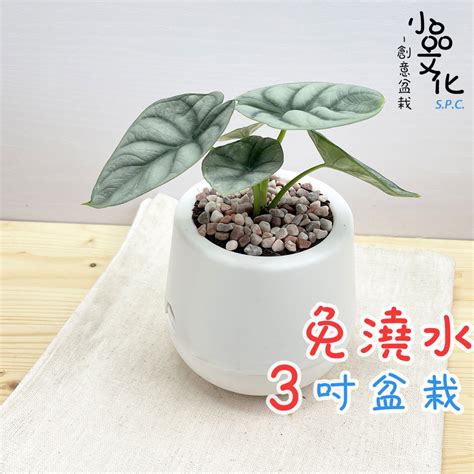 觀音蓮 風水|銀龍觀音蓮風水：靈性與寧靜的結合 – 植物盆栽綠寶典